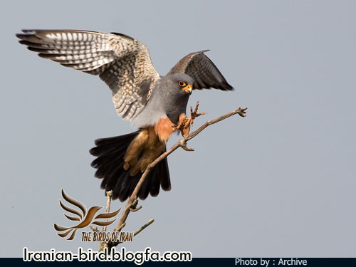 Male Red footed Falcon - Falco-vespertinus