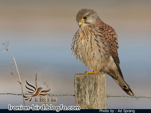 دلیجه جنس ماده - Female Kestrel