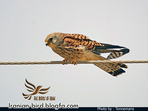 دلیجه کوچک جنس ماده - Female Lesser kestrel