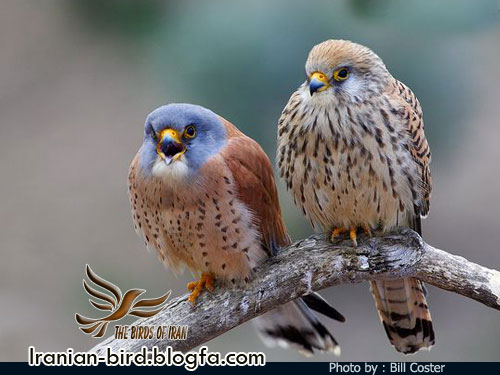 دلیجه کوچک جنس نر و ماده - Male & Female Lesser kestrel