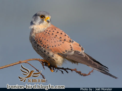 دلیجه جنس نر - Male Kestrel