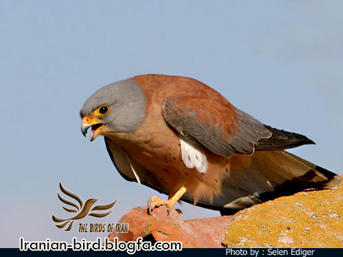 دلیجه کوچک جنس نر - Male Lesser kestrel