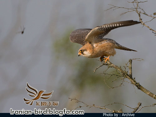 ترمتای پا سرخ جنس ماده - Red-footed falcon female