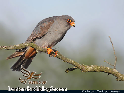 ترمتای پا سرخ جنس نر - Red-footed falcon male