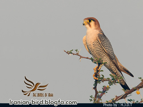 ترمتای سر حنایی - Red headed Merlin