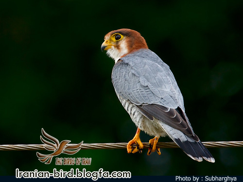 ترمتای سر حنایی - Red necked Falcon